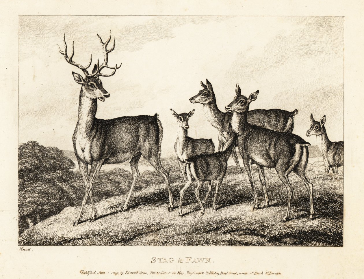 Jeleń z łaniami i jelonkami. Jeleń i płowy. 1811 (akwaforta) autorstwa Samuel Howitt