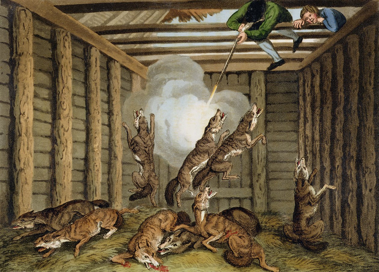 Amerykańska anegdota: Strzelanie do wilków, rytowane przez Matthew Dubourga (fl.1785-1820) i artystę, opublikowane przez Edwarda Orme, 1813 autorstwa Samuel Howitt