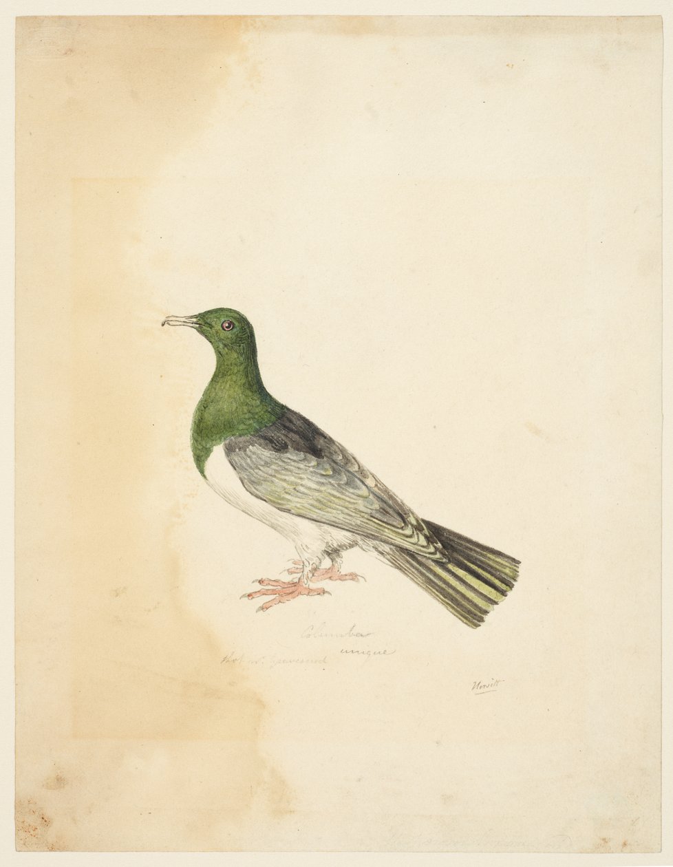 Ptak - Columba, ok. 1765-22 (grafit, długopis i szary tusz oraz akwarela na tkanym papierze) autorstwa Samuel Howitt