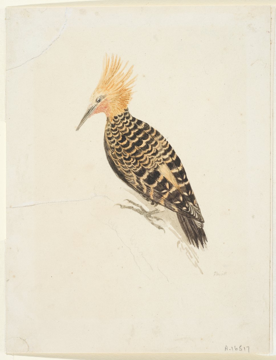 Ptak, ok. 1765-22 (grafit i akwarela na tkanym papierze, leżący) autorstwa Samuel Howitt