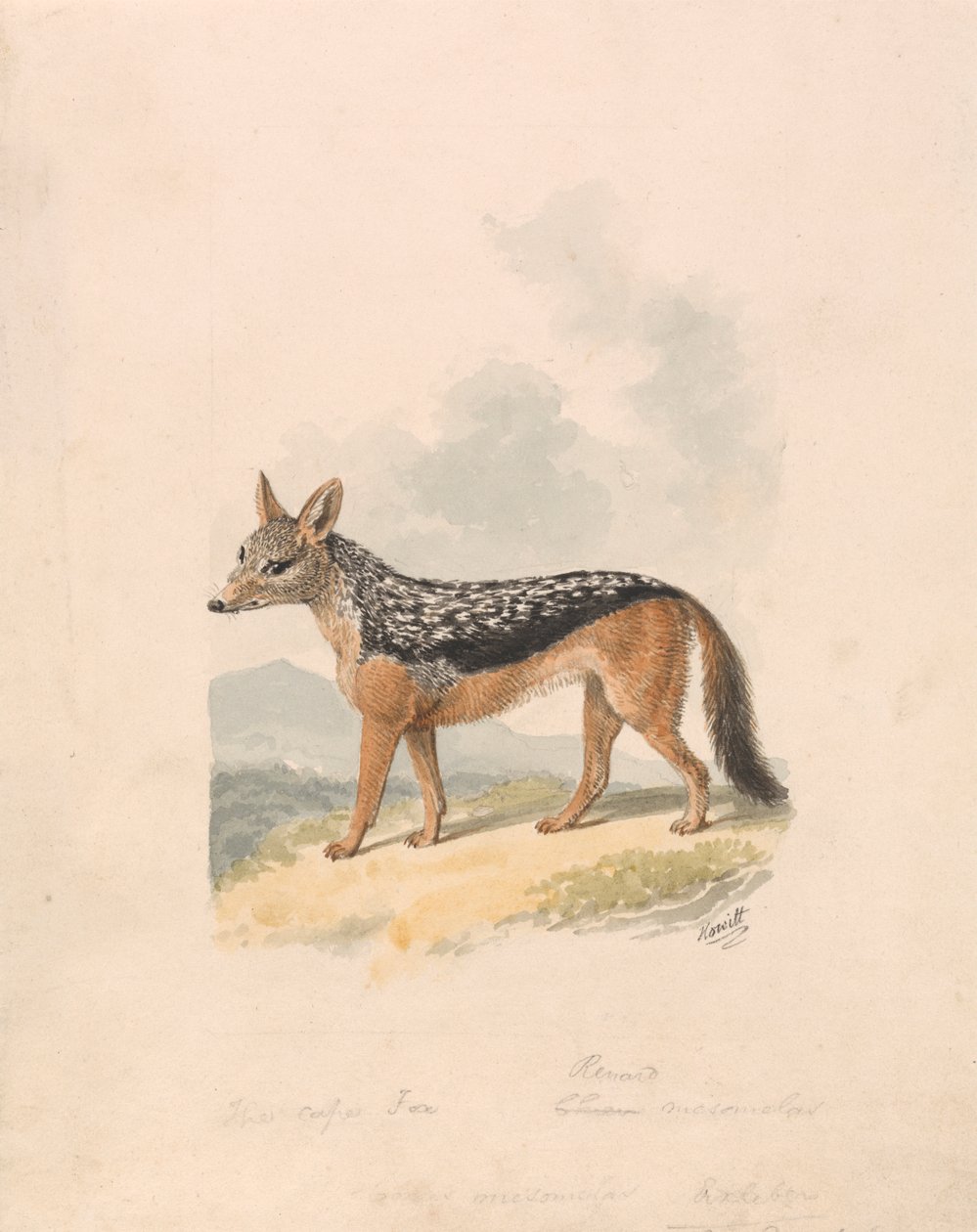 Jackalpolish de dorso negro autorstwa Samuel Howitt