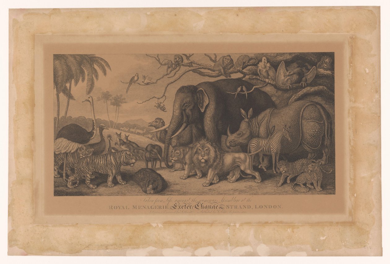 Egzotyczne zwierzęta z Królewskiej Menażerii na Strand w Londynie Royal Menagerie, Exeter Change, Strand, Londyn (tytuł na obiekcie) autorstwa Samuel Howitt