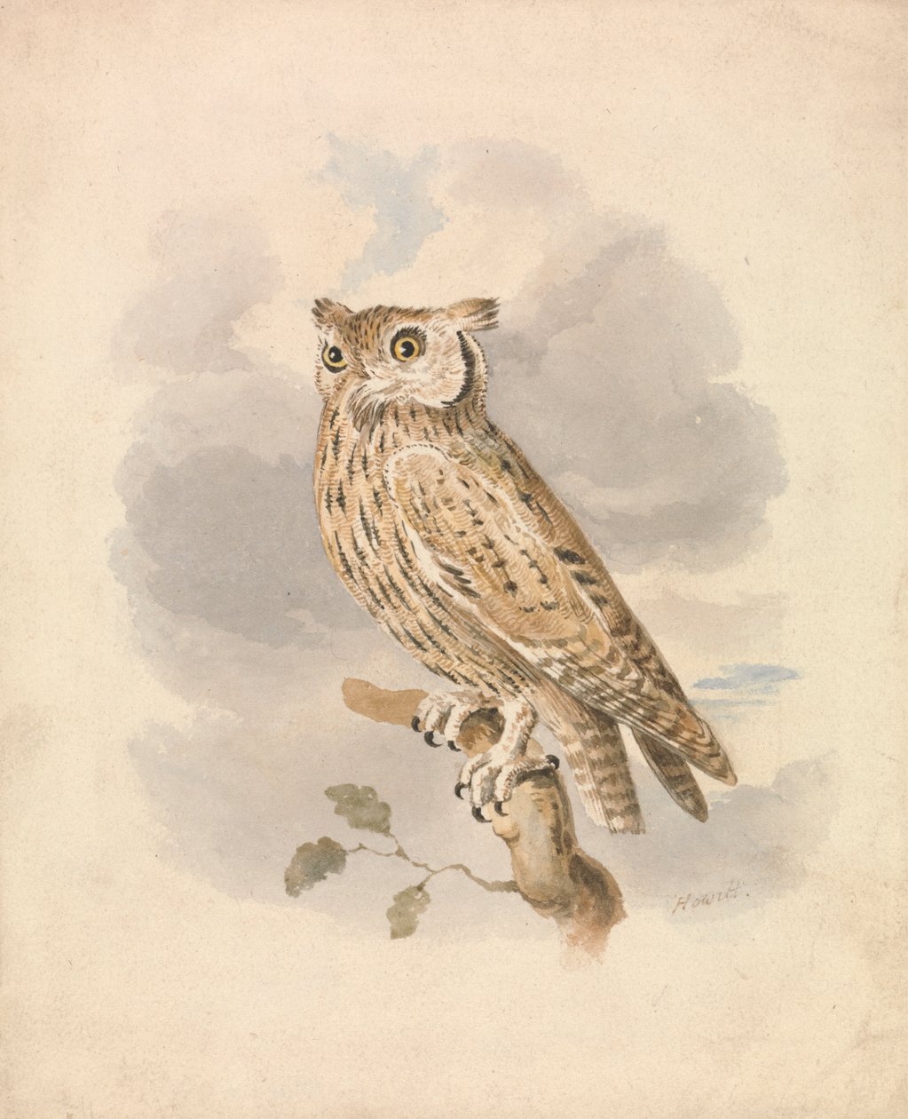Scops Sowa autorstwa Samuel Howitt