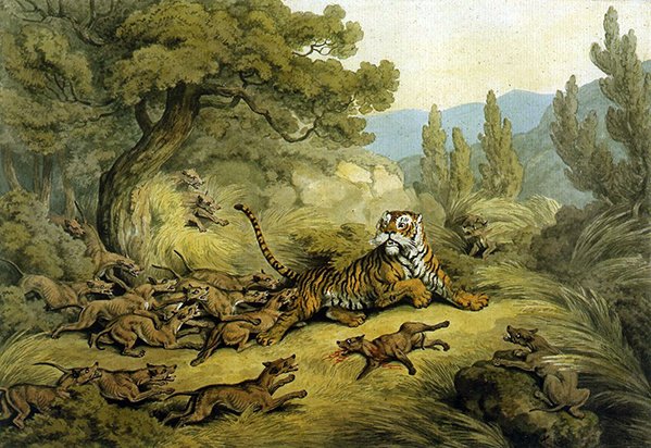 Tygrys ścigany przez dzikie psy (akwarela na papierze) autorstwa Samuel Howitt