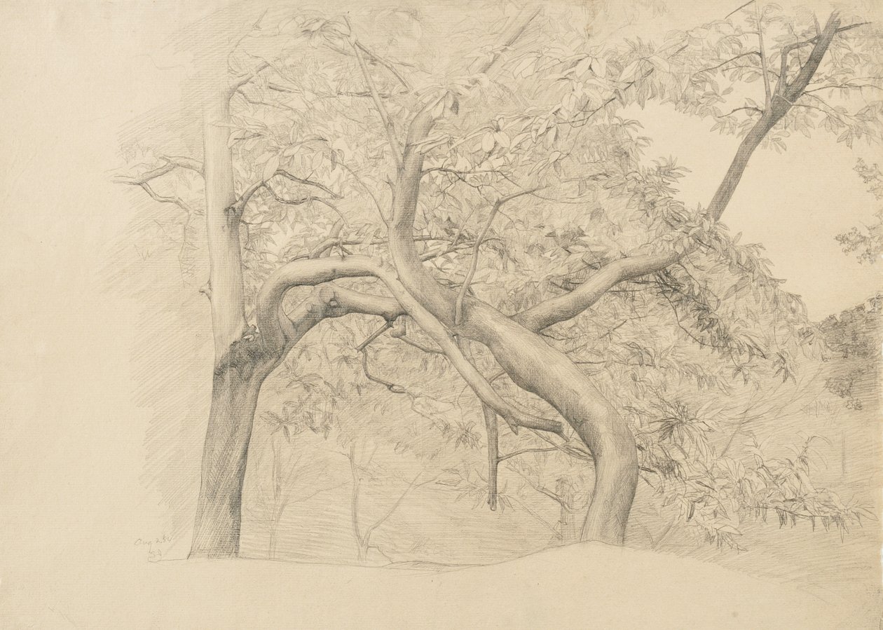 Gąszcz drzew w liściach, 1884 (grafit na buff lay-papier) autorstwa Samuel Isham