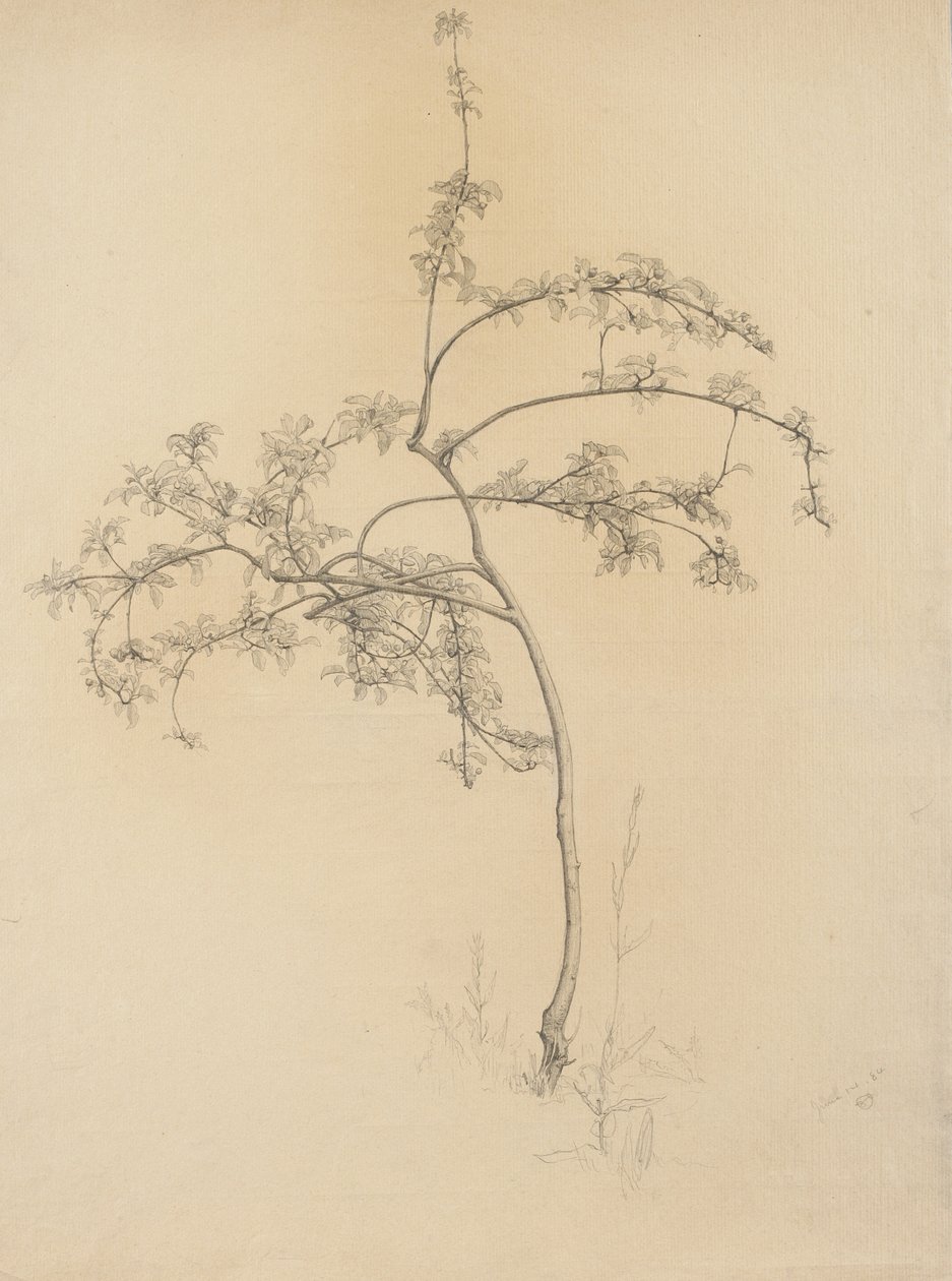 Kwitnące drzewo, 1884 (grafit na buff lay paper) autorstwa Samuel Isham