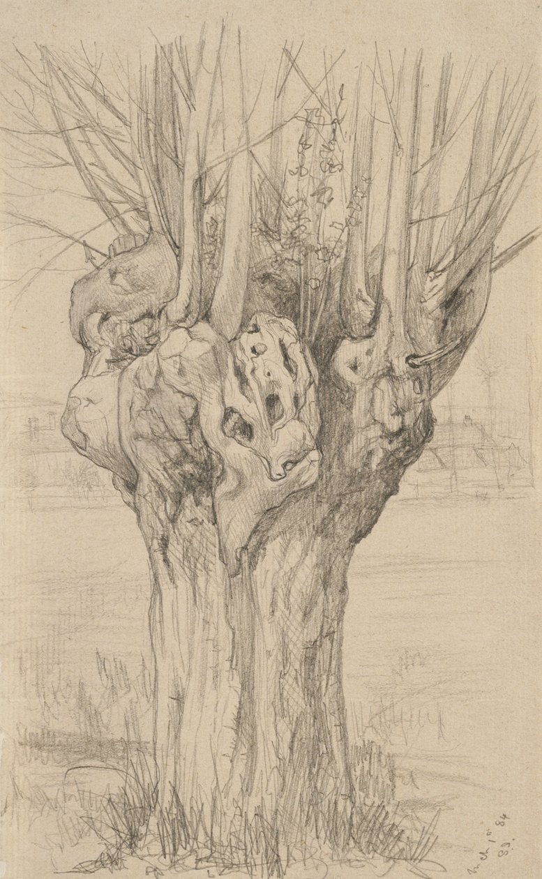 Sękate drzewo, 1884 (grafit na buff lay paper) autorstwa Samuel Isham