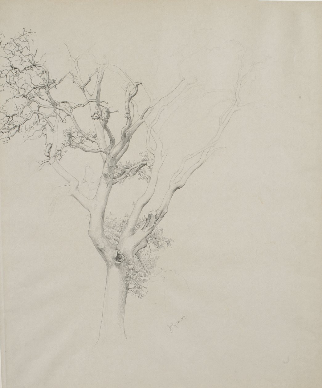 Studium drzewa, 1884 (grafit na szarym papierze tkanym) autorstwa Samuel Isham