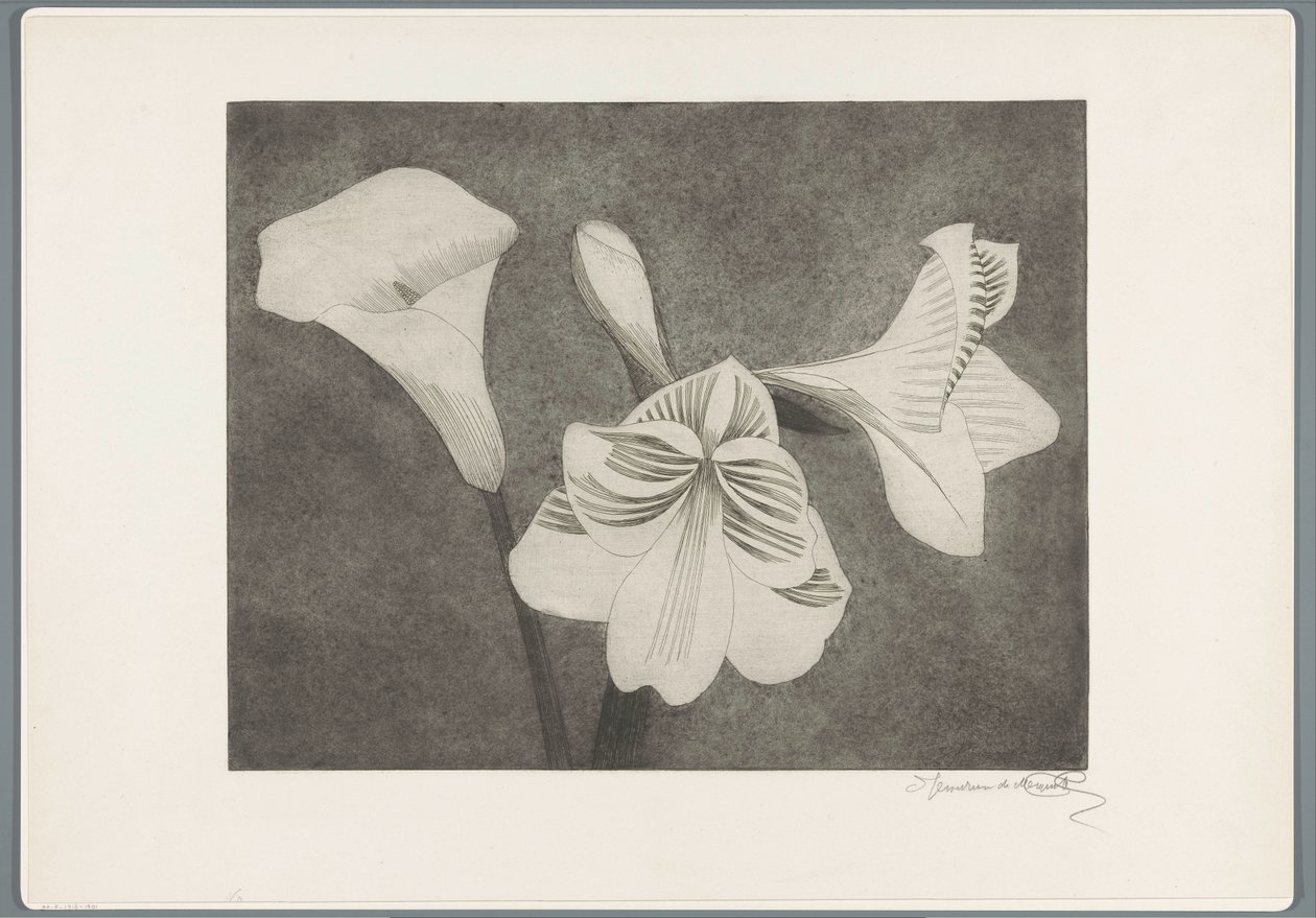 Amarylis i arum autorstwa Samuel Jessurun de Mesquita (signed by artist)
