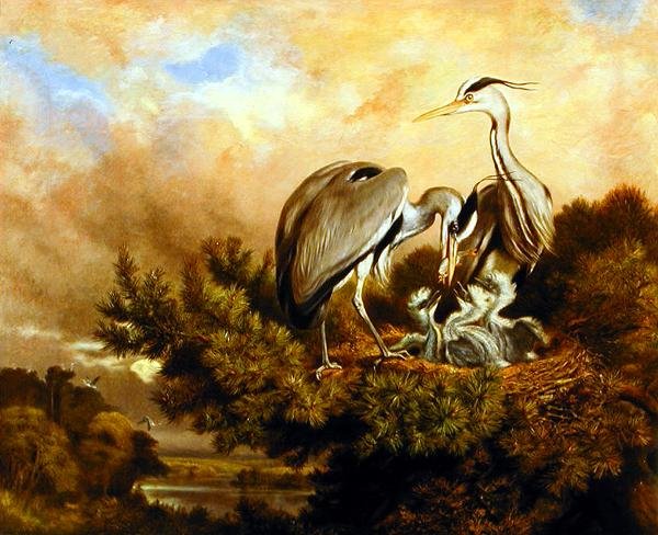Czapla karmi swoje młode na sośnie autorstwa Samuel John Carter