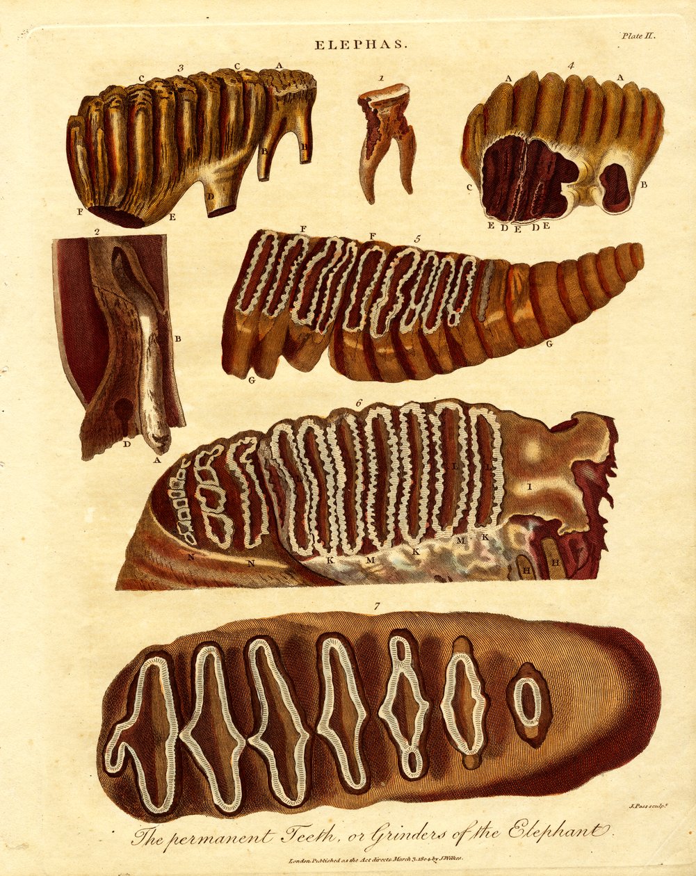 Zęby stałe lub młynki słonia autorstwa Samuel John Neele