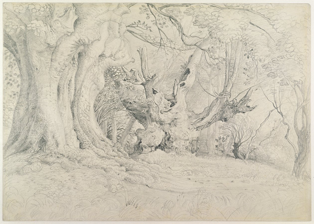 Starożytne drzewa, park Lullingstone, 1828 (grafit na papierze) autorstwa Samuel Palmer