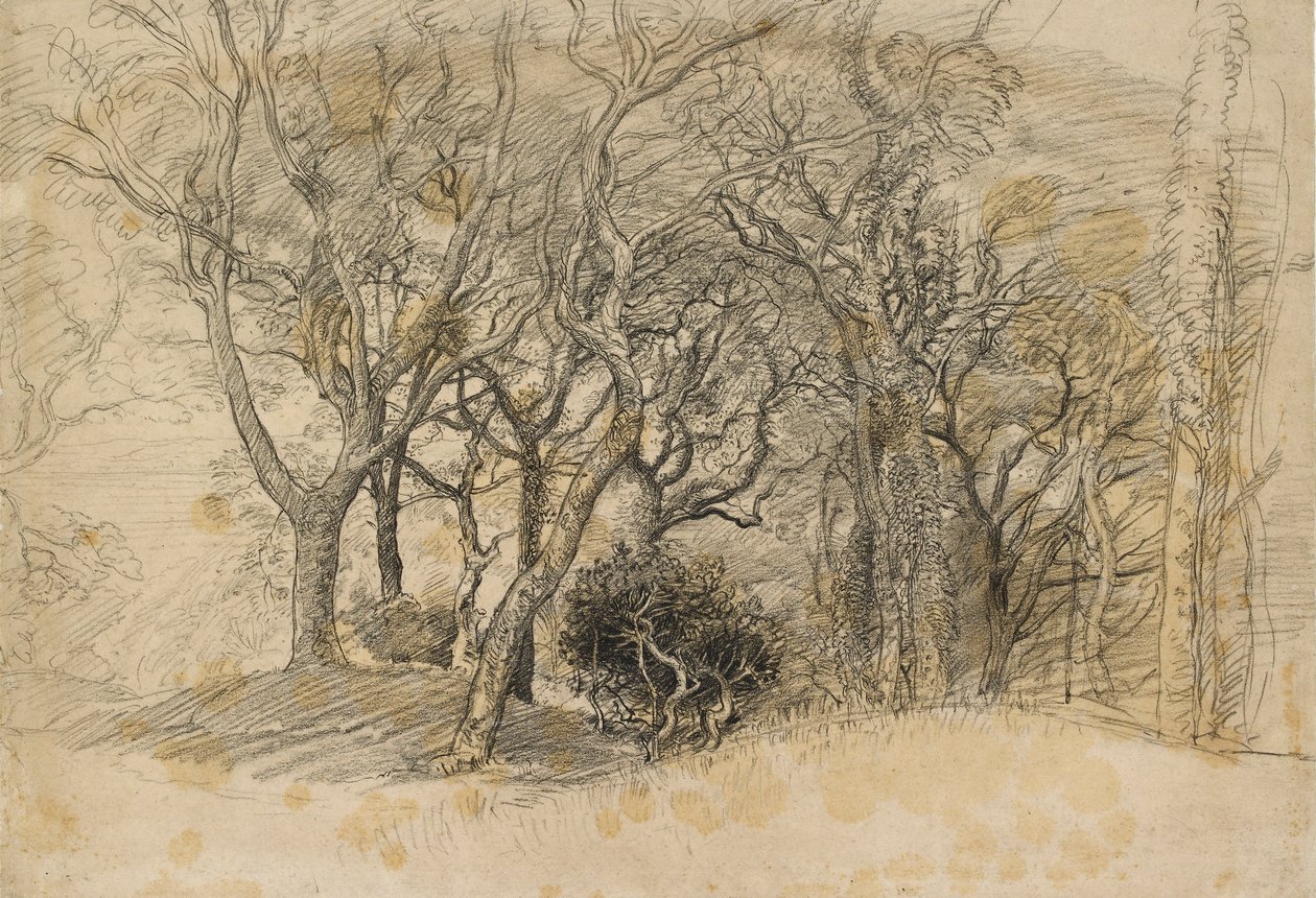 Studium drzew, Clovelly Park, 1834 autorstwa Samuel Palmer
