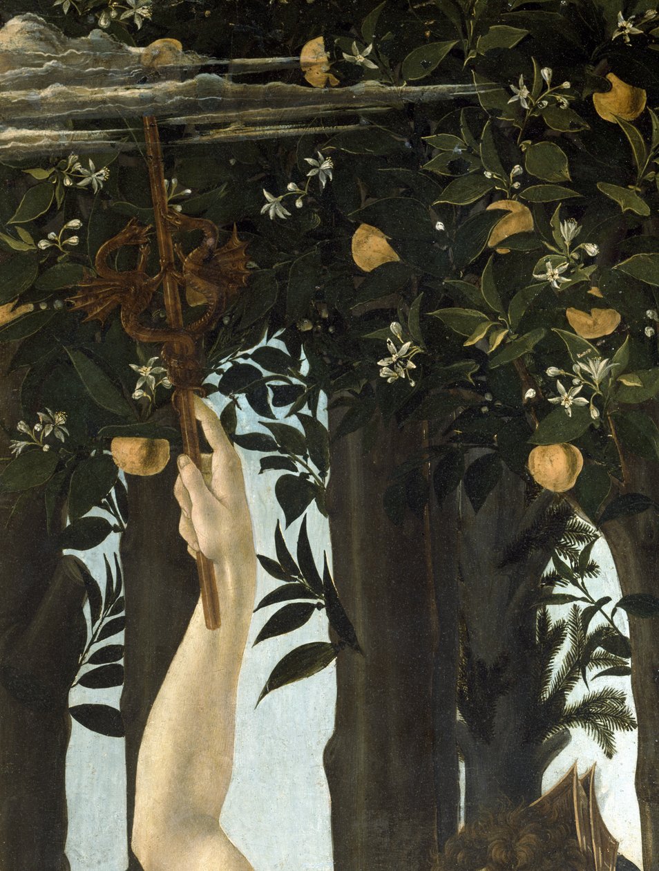 Primavera, ok. 1478, tempera na płycie, detal z 558 autorstwa Sandro Botticelli