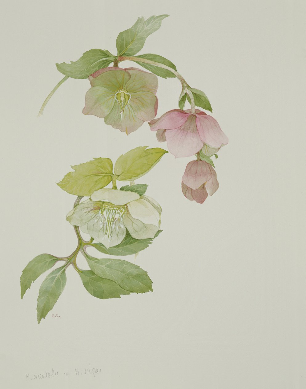Helleborus orientalis i Helleborus niger autorstwa Sarah Creswell