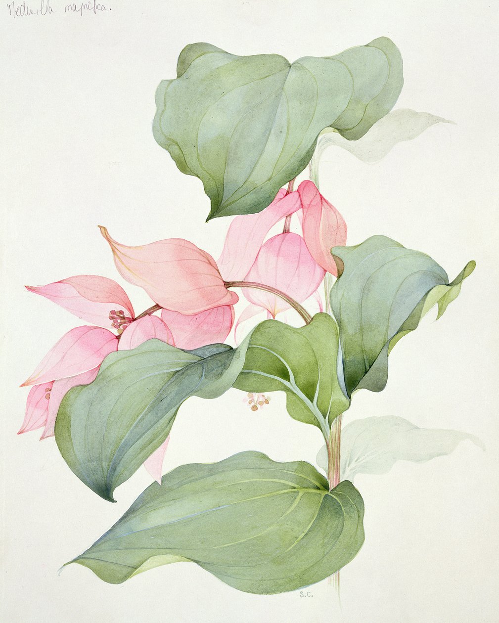 Wspaniała Medinilla autorstwa Sarah Creswell