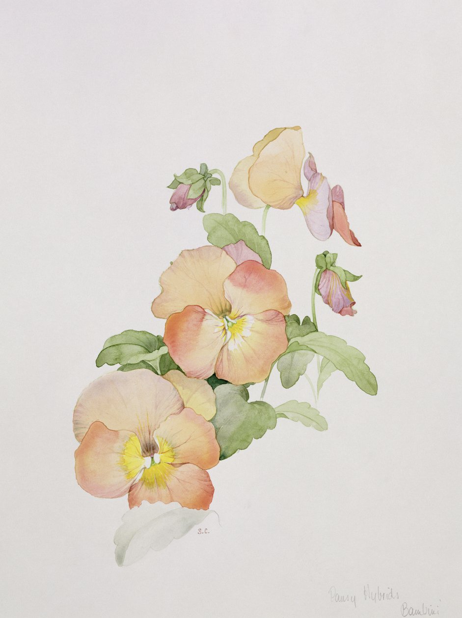 Hybrydy bratka Bambini autorstwa Sarah Creswell