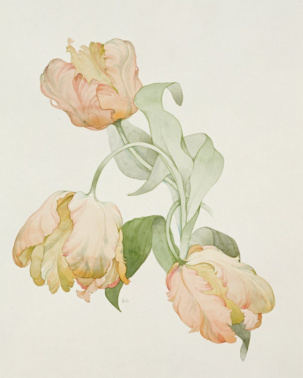 Papuga tulipany autorstwa Sarah Creswell