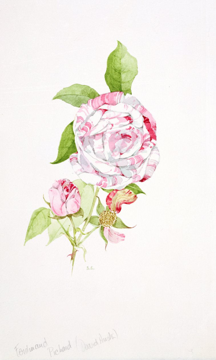 Rosa Ferdinand Pichard autorstwa Sarah Creswell