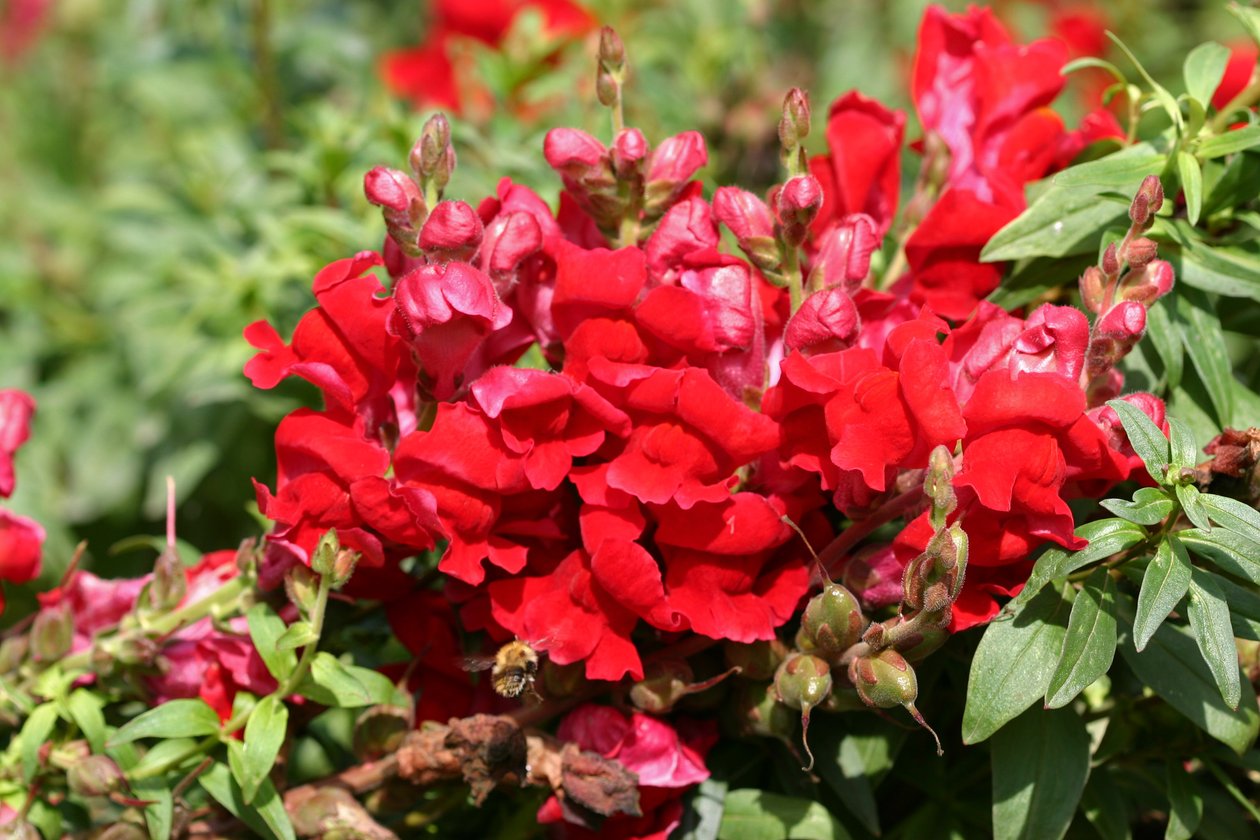 Garsington Antirrhinum, 2009 autorstwa Sarah OToole