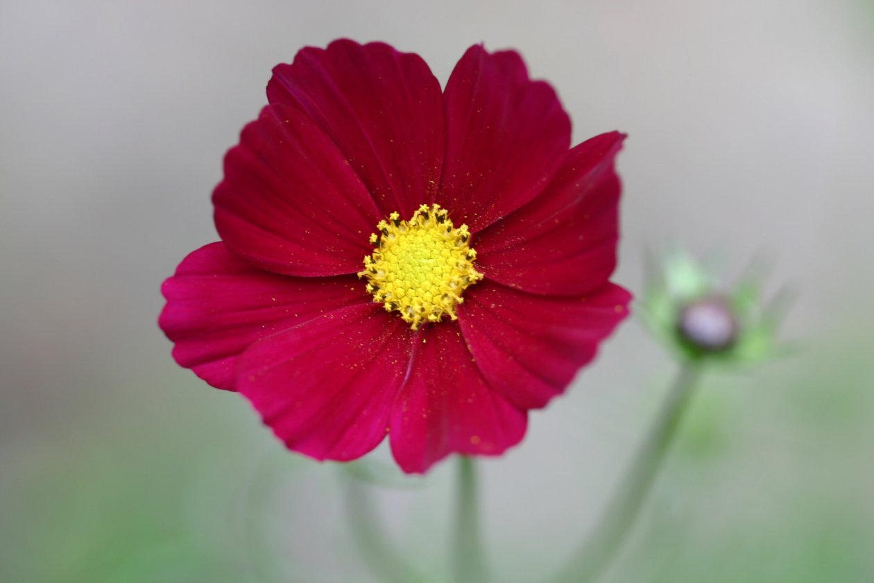 Dahlia Garsington, 2009 autorstwa Sarah OToole