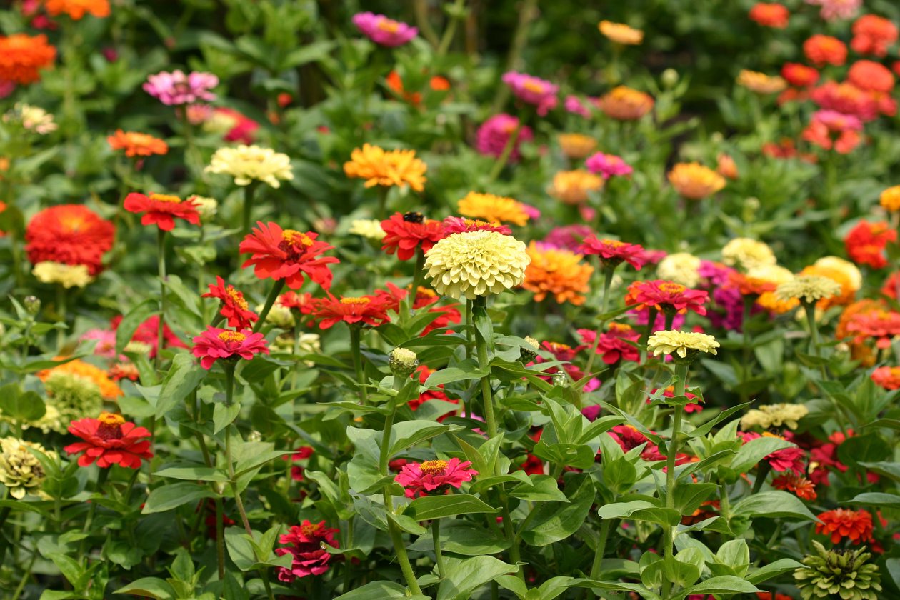 Garsington Dahlia i Kosmos, 2009 autorstwa Sarah OToole