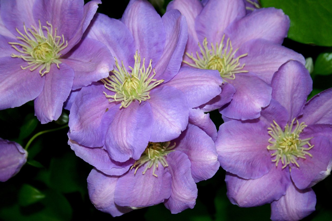 Gang Clematis autorstwa Sarah OToole