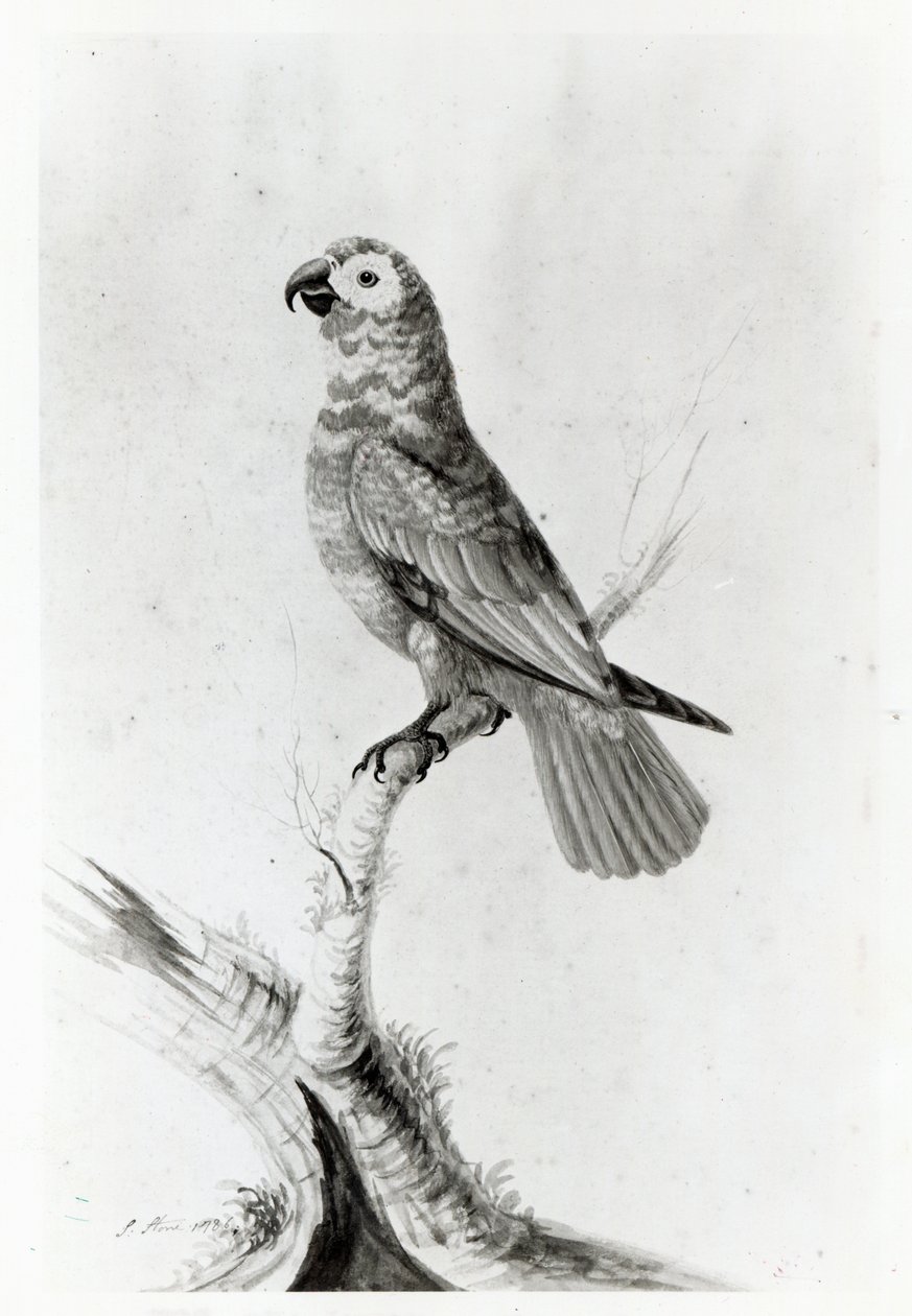 Papuga, 1786 autorstwa Sarah Stone