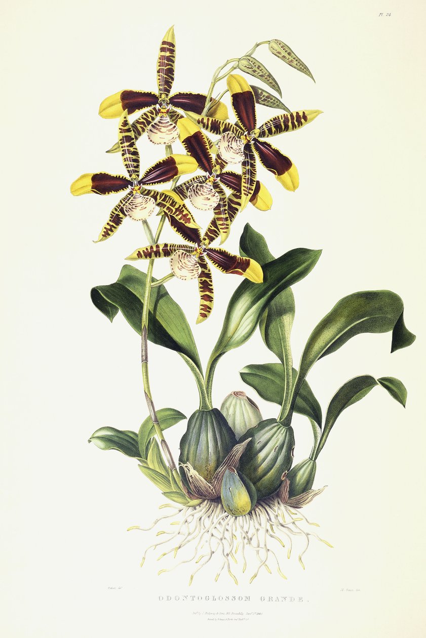 Odontoglossum Grande, ok. 1837-1843 autorstwa Miss Drake
