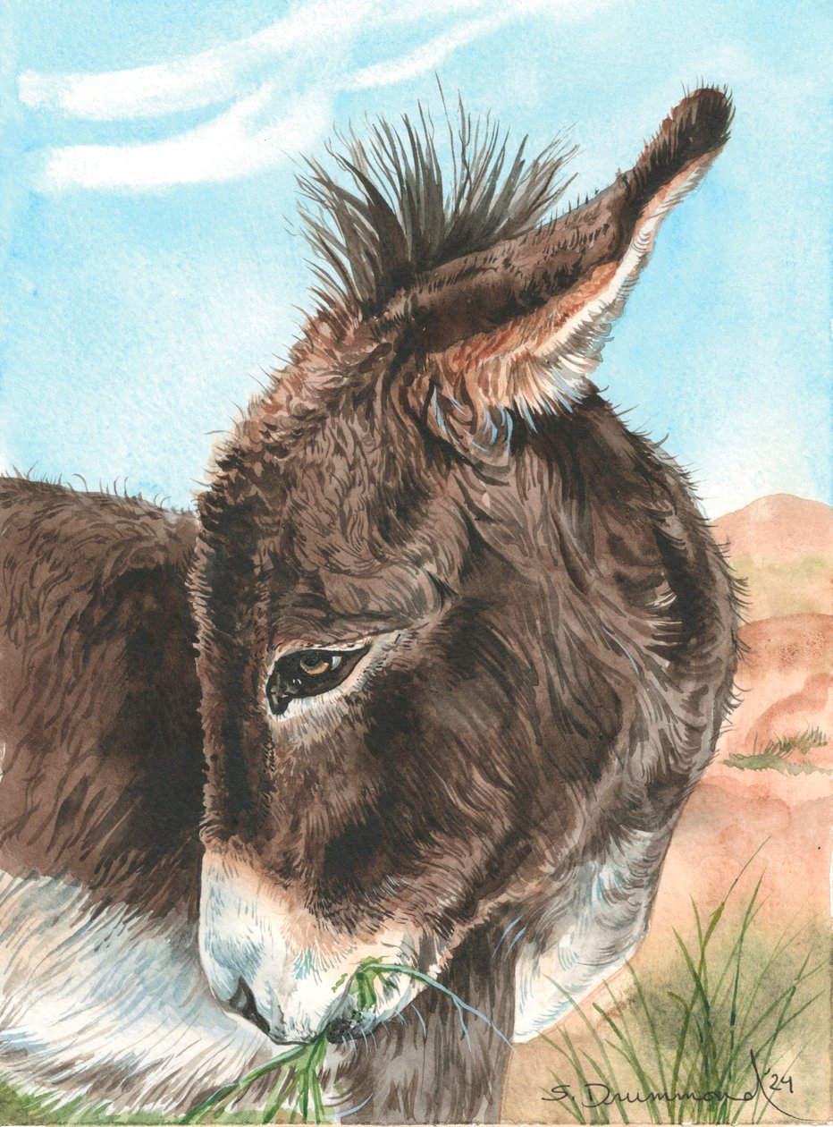 Bashful, 2024 (akwarela na papierze) autorstwa Sarah Drummond