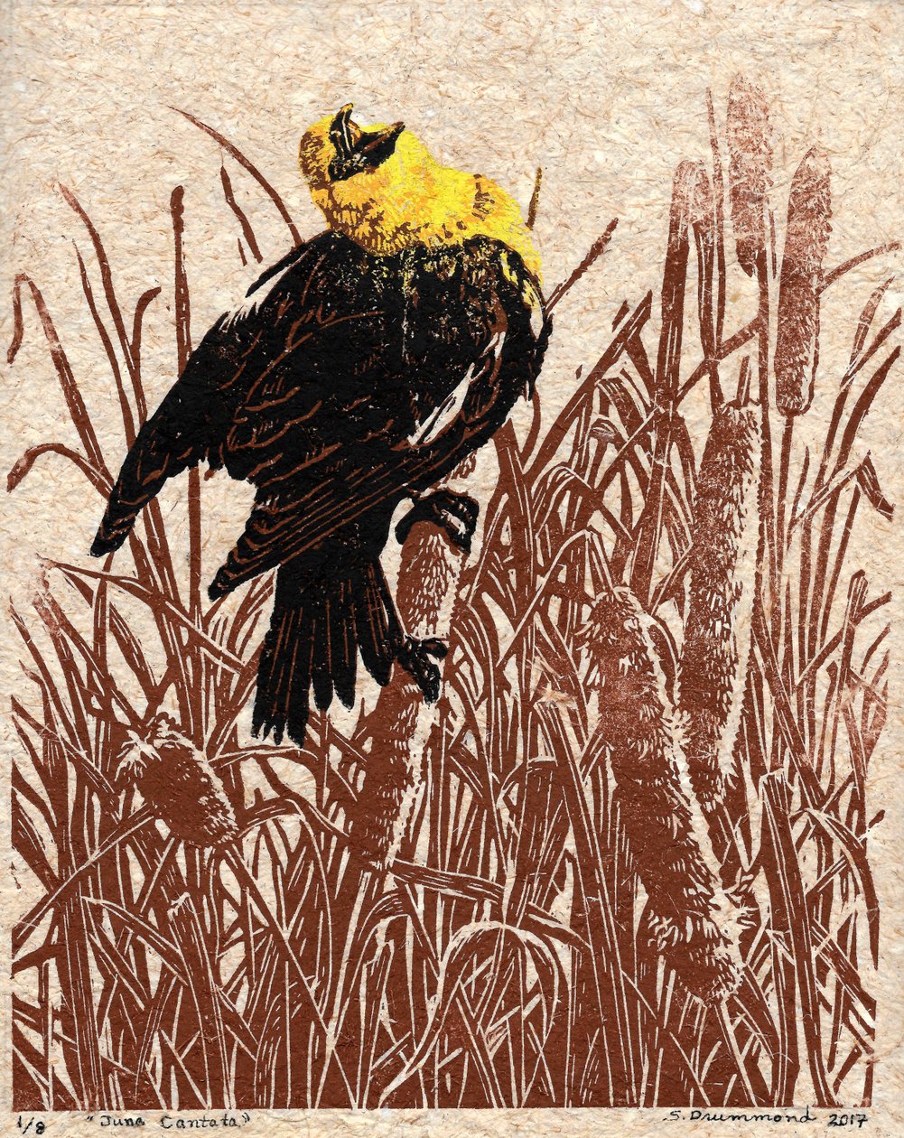 Cattail Cantata, 2017 (linoryt) autorstwa Sarah Drummond