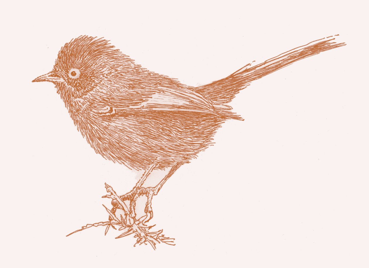 Warbler Dartforda, 2017 autorstwa Sarah Hough