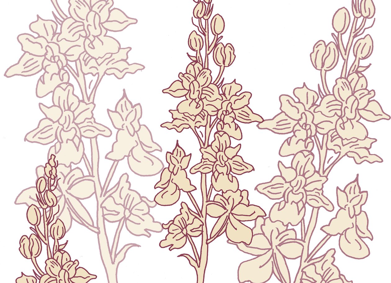 Orchidea, 2017 autorstwa Sarah Hough