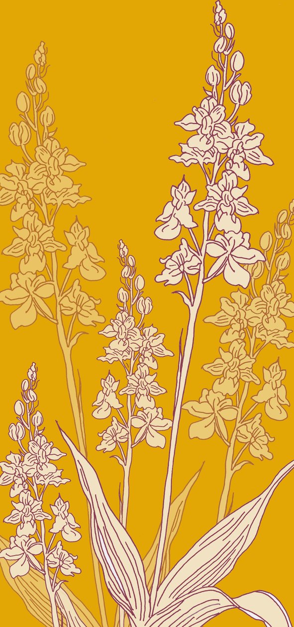 Pajęcza orchidea, 2017 autorstwa Sarah Hough