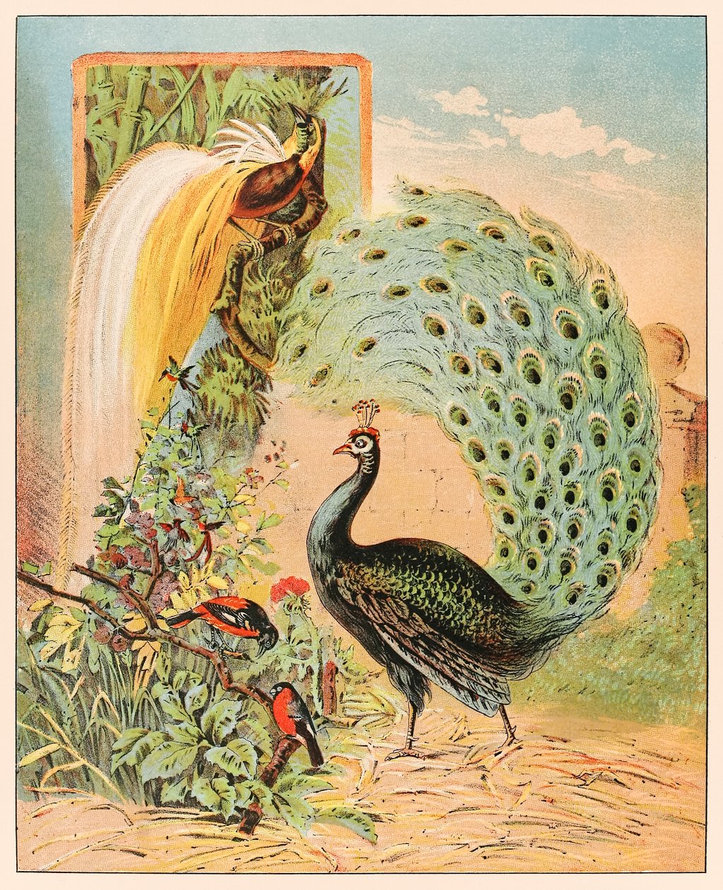 Paw wśród innych egzotycznych ptaków w wolierze Barnum & Bailey Circus z P.T. Menażeria Barnuma opublikowana w 1888 roku, ilustracja autorstwa Sarah J. Burke. autorstwa Sarah J. Burke