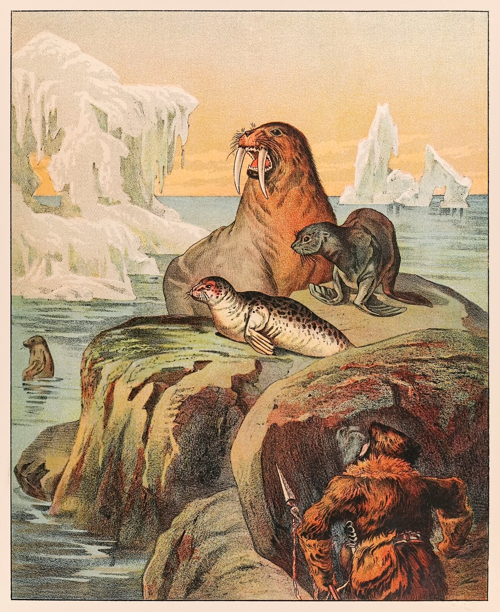 Eskimos polujący na foki i morsa z P.T. Menażeria Barnuma opublikowana w 1888 roku, ilustracja autorstwa Sarah J. Burke. autorstwa Sarah J. Burke