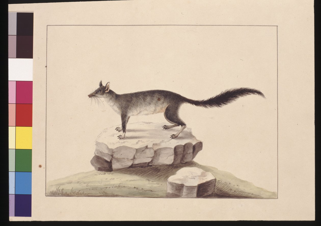 Strona 10. Góra Stołowa. Phascogale pędzelkowaty, ok.1789-90 (akwarela) autorstwa Sarah Stone