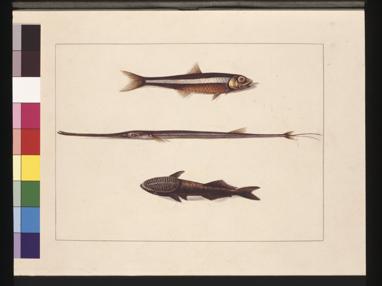 Strona 13. Katarzyna, Tytoń, Ryba Fajkowa, Ryba Remora. Obecnie znany jako Anchovy, Flute Mouth i Sucking fish, ok. 1789-90 (akwarela) autorstwa Sarah Stone
