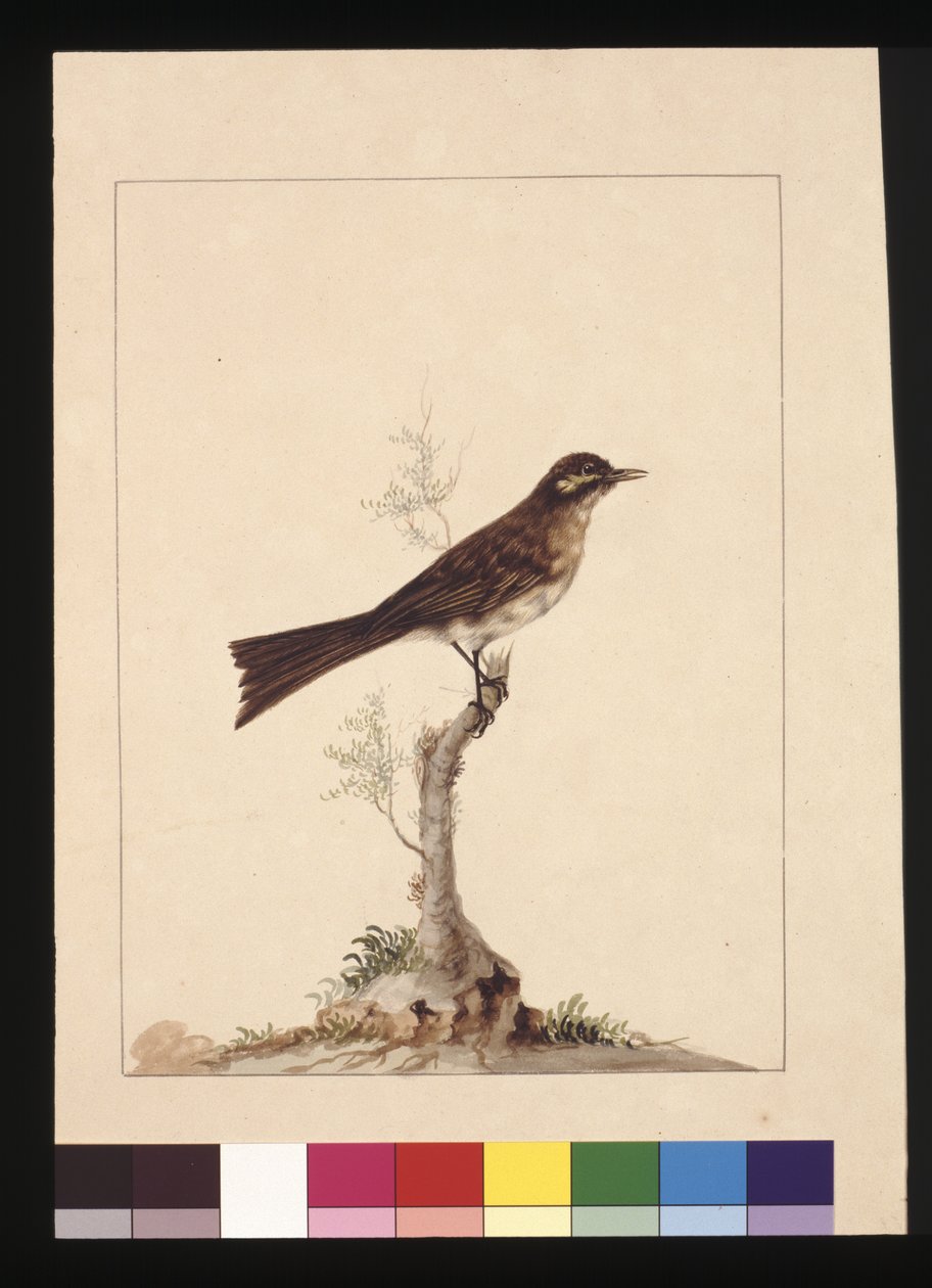 Strona 14. Muchołówka żółtoucha. Obecnie znany jako miodojad o żółtej twarzy, ok. 1789-90 (akwarela) autorstwa Sarah Stone