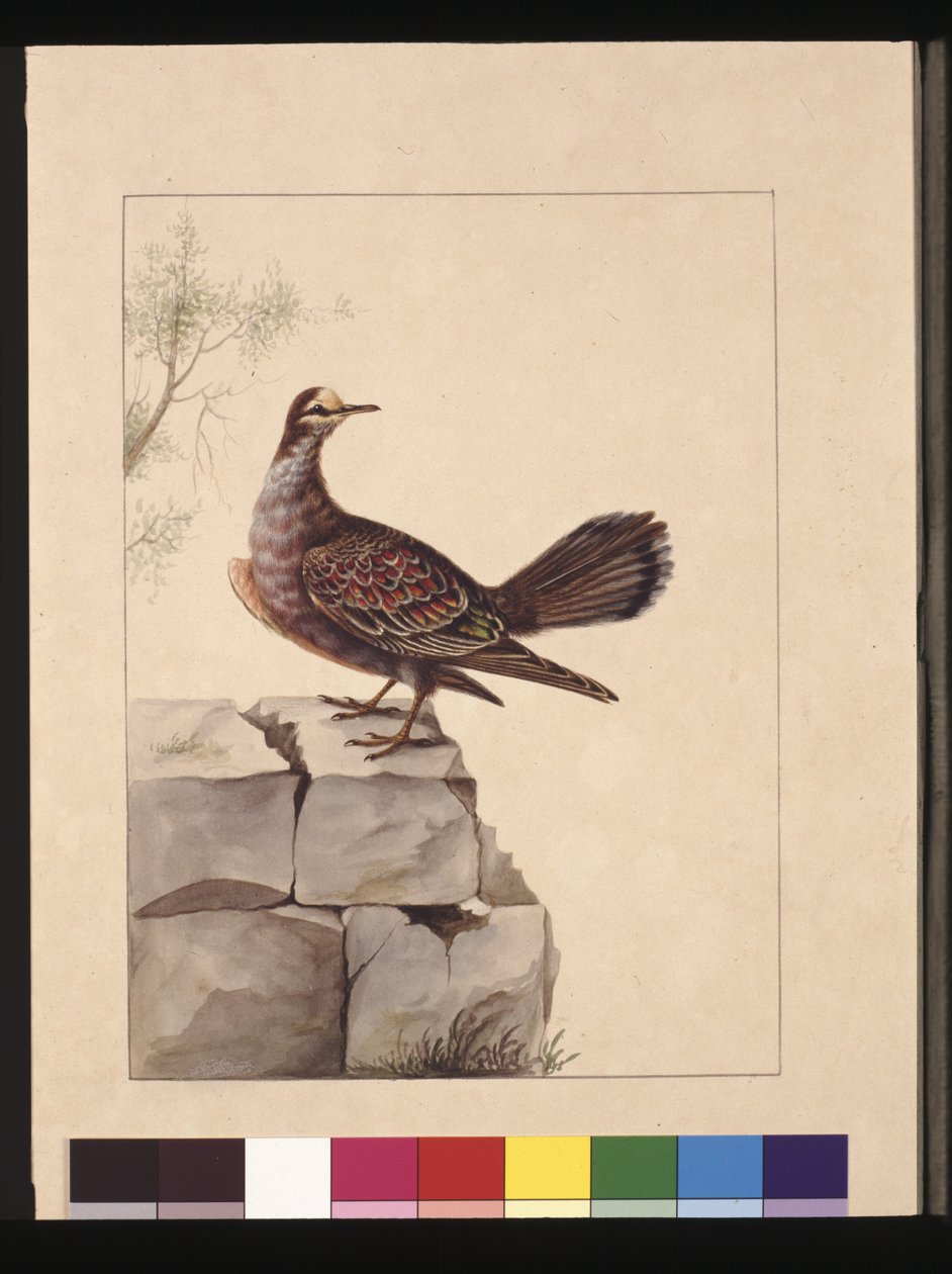 Strona 15. Złotoskrzydlaty gołąb. Obecnie znany jako leśny gołąb brązujący, ok. 1789-90 (akwarela) autorstwa Sarah Stone