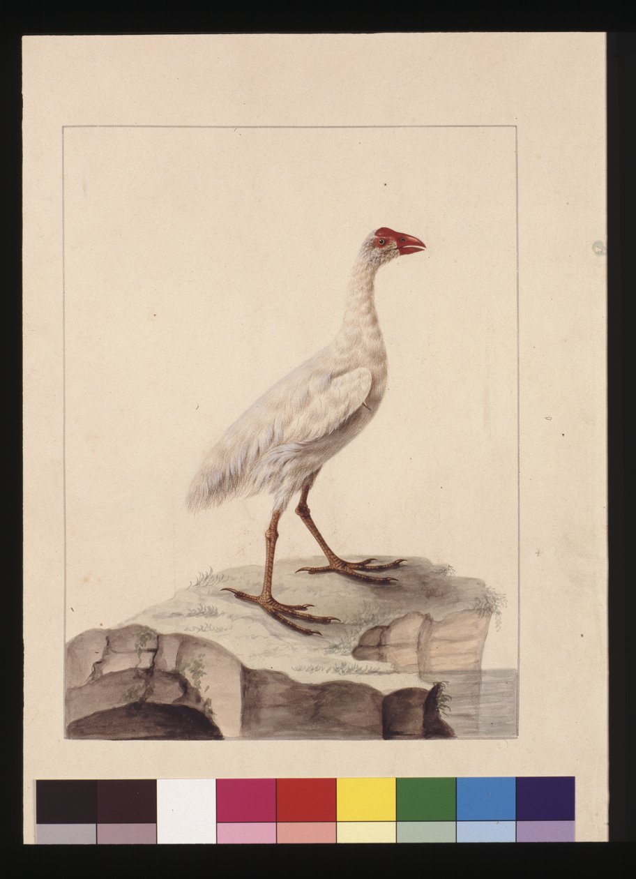 Strona 16. Biała Fulica. Obecnie znany jako White Gallinule (wymarły), ok. 1789-90 (akwarela) autorstwa Sarah Stone