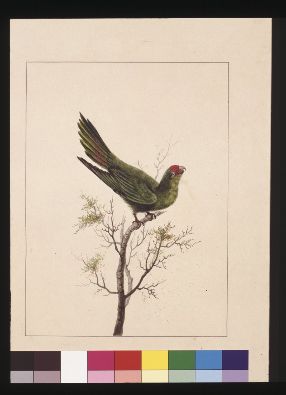 Strona 18. Mały Parakiet. Obecnie znany jako Mała Lorikeet, ok. 1789-90 (akwarela) autorstwa Sarah Stone