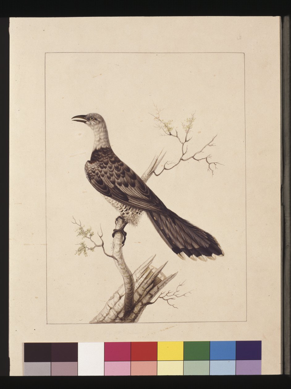 Strona 1. Dzioborożec anomalny: sygn. Sarah Smith. Obecnie znana jako kukułka kanałowa, ok. 1789-90 (akwarela) autorstwa Sarah Stone