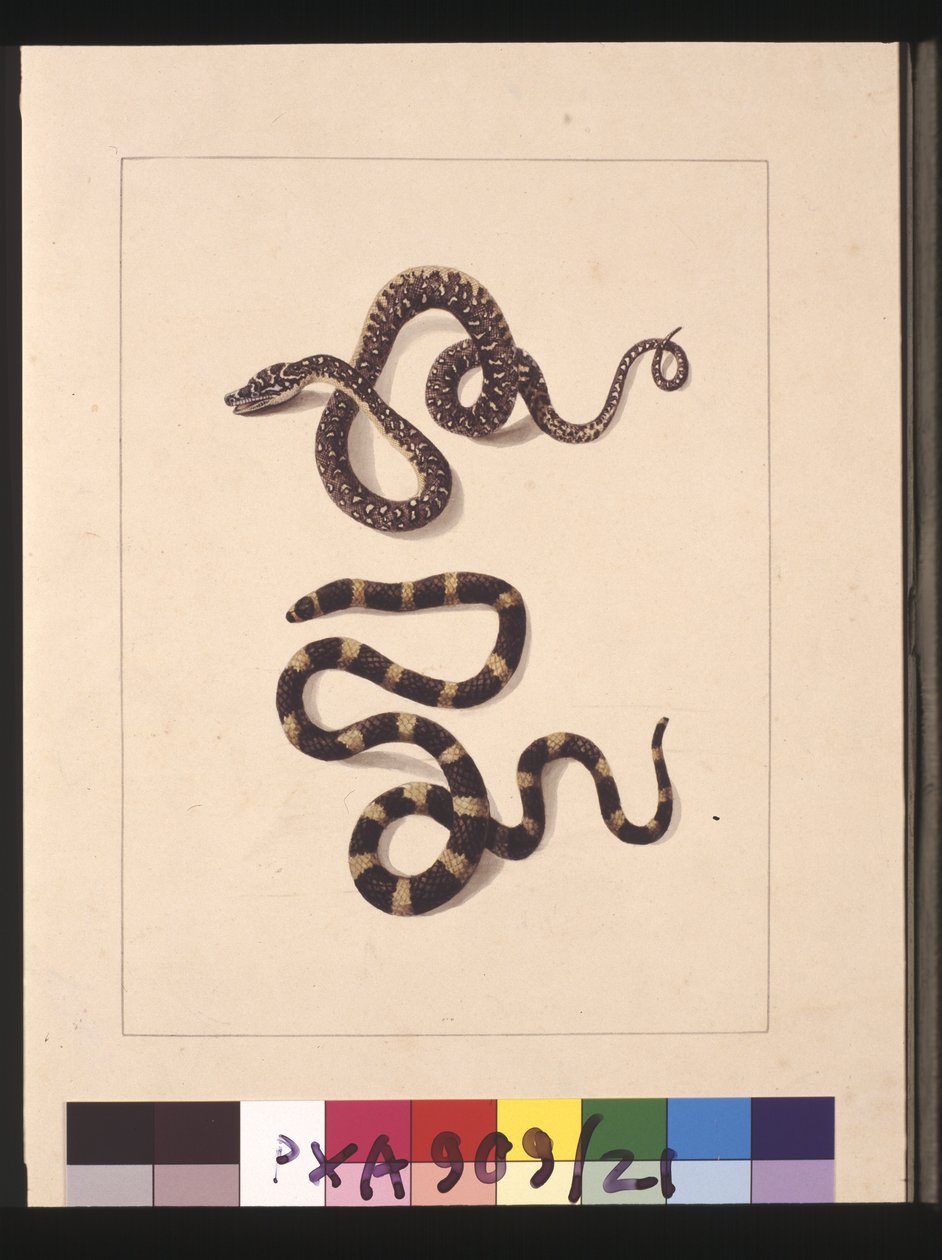 Strona 21. Węże nr 1 i nr 2. Obecnie znany jako młody diamentowy wąż i bandy bandy, ok. 1789-90 (akwarela) autorstwa Sarah Stone