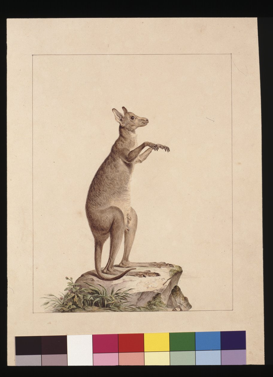 Strona 22. Kangur. Teraz znany jako Kangur. Prawdopodobnie Charles Catton Junr, c.1789-90 (akwarela) autorstwa Sarah Stone
