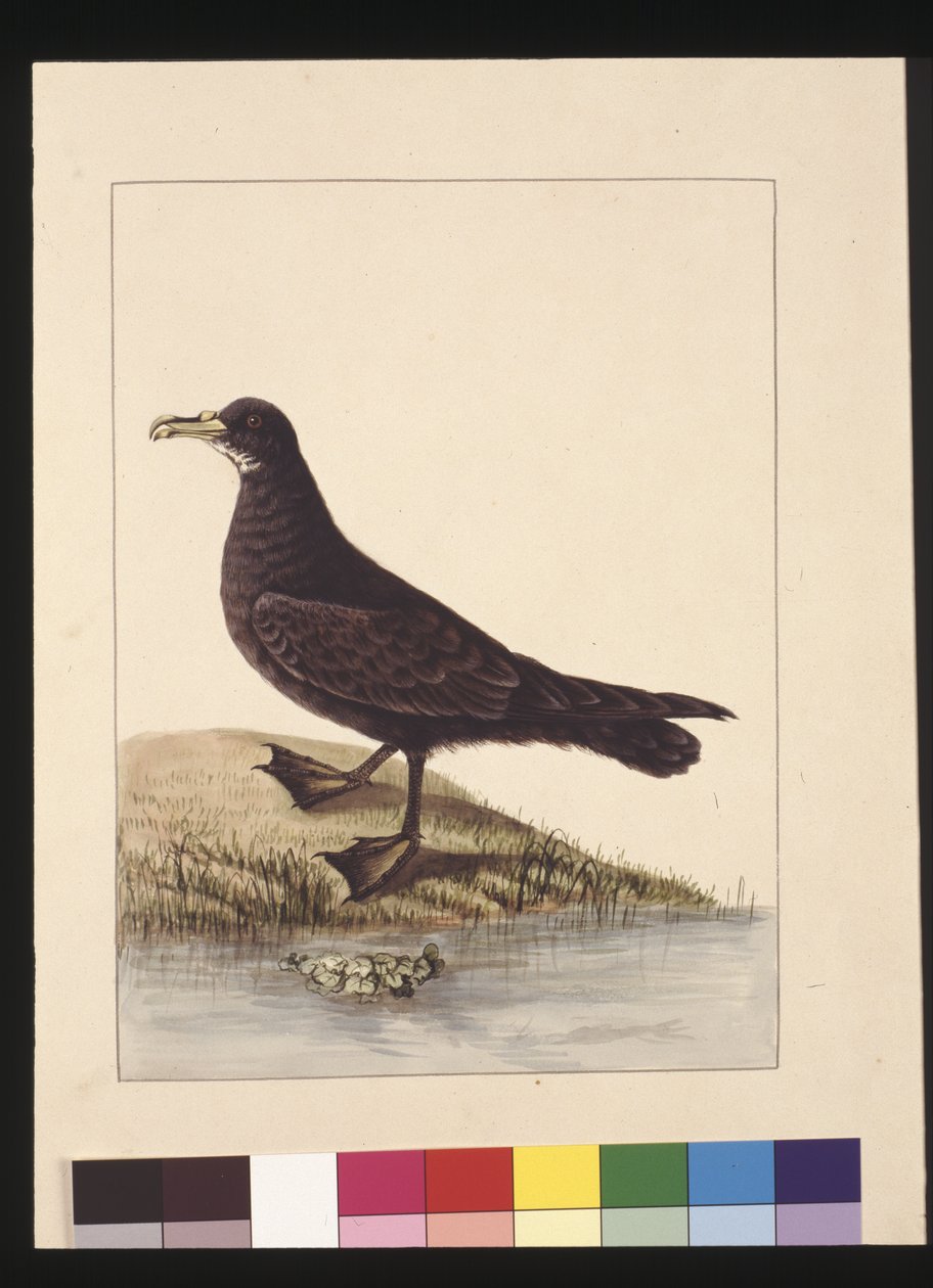Strona 24. Pełen Peteril. Obecnie znany jako Petrel z białym podbródkiem, ok. 1789-90 (akwarela) autorstwa Sarah Stone