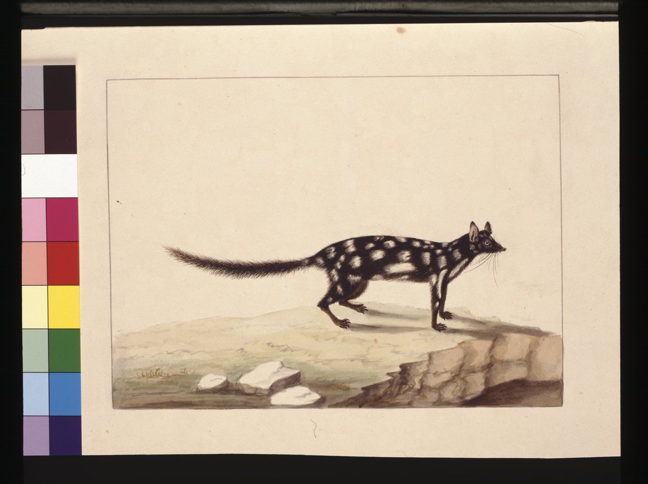 Strona 28. Stół Stół. Teraz znany jako quoll Dasyurus. Wydaje się być kopią Sarah Stone Charlesa Cattona Junra. talerz, ok.1789-90 (akwarela) autorstwa Sarah Stone