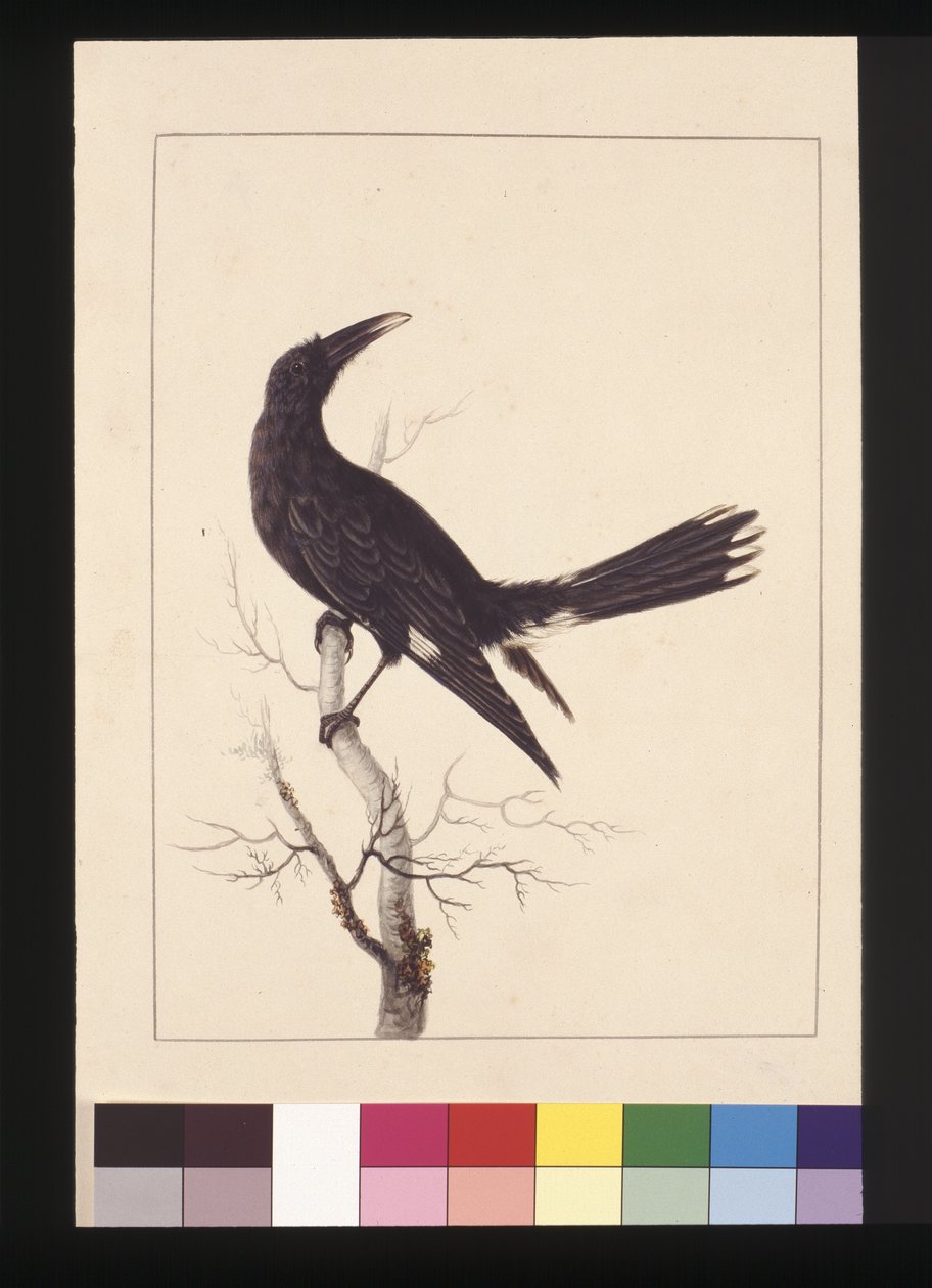 Strona 30. Biała, wentylowana wrona. Obecnie znany jako Pied Currawong, ok. 1789-90 (akwarela) autorstwa Sarah Stone