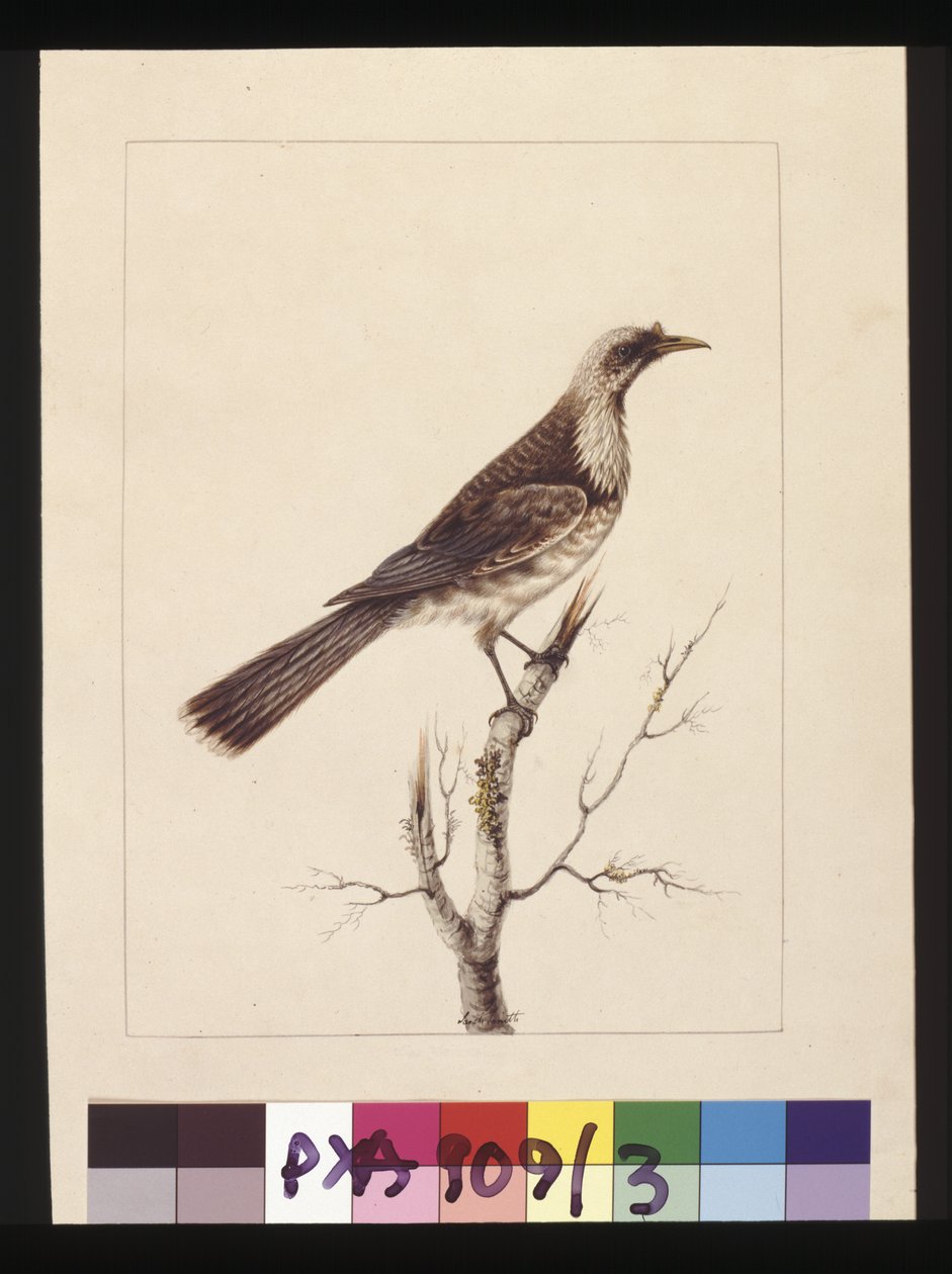 Strona 3. Pokrętło, Fronted Bee Eater: sygn. Sarah Smith. Obecnie znany jako ptak zakonny, ok. 1789-90 (akwarela) autorstwa Sarah Stone