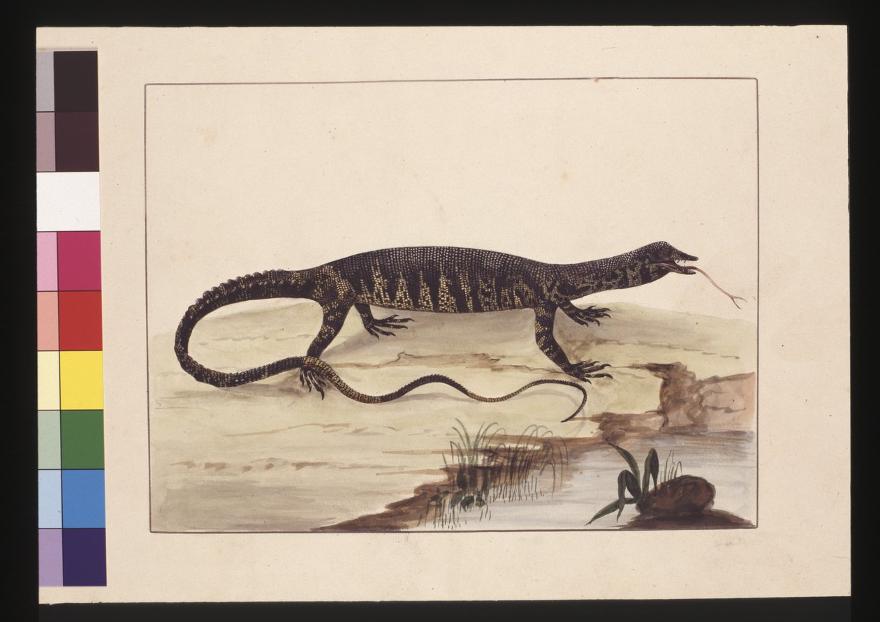 Strona 6. Barwna jaszczurka. Teraz znany jako Goanna, ok. 1789-90 (akwarela) autorstwa Sarah Stone